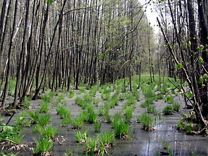bosque de kampinos parque nacional de kampinos