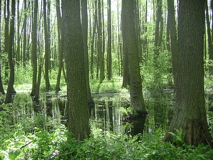 rezerwat przyrody olszyna lyczynska