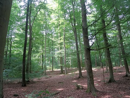 Forêt de Tuchola