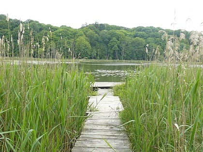 jezioro lesne murowana goslina
