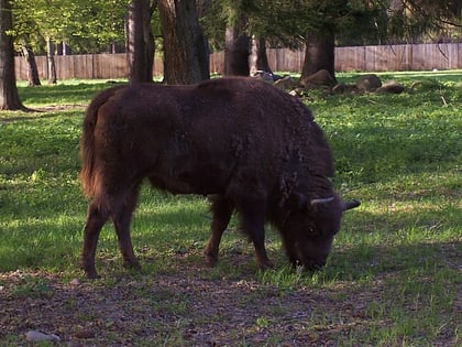 bison show reserve bialowieza