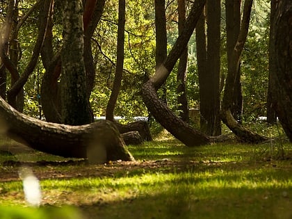 Crooked Forest