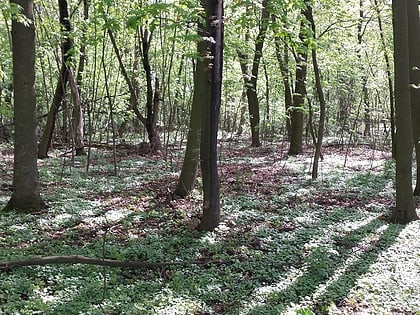 Rezerwat Łęg na Kępie w Puławach