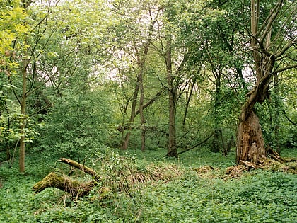 Rezerwat Kępa Bazarowa