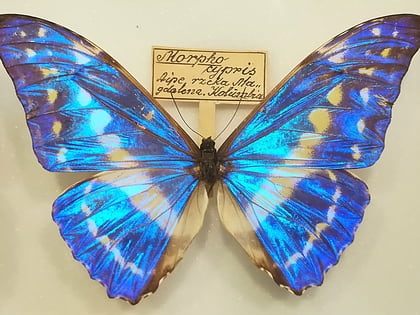 butterfly museum arthropoda bochnia