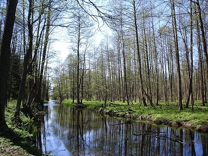 Parc national de Bialowieza