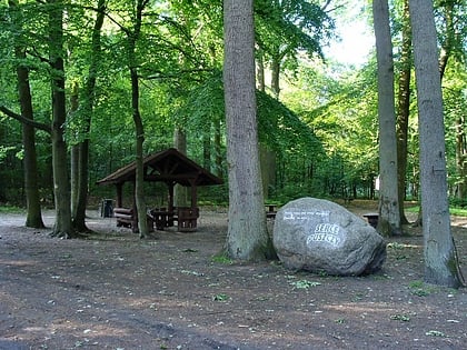 szczecinski park krajobrazowy puszcza bukowa