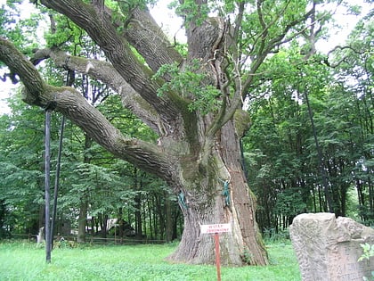 Bartek Tree