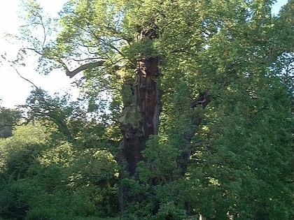 Bażyński Oak