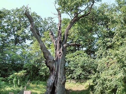 Napoleon Oak