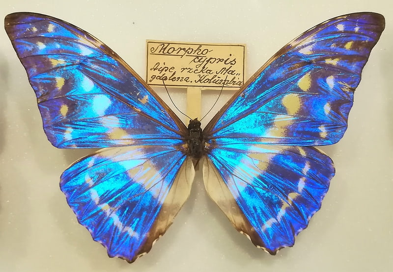 muzeum motyli wladyslawowo
