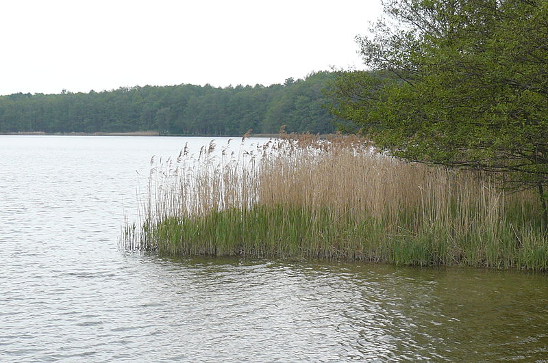 Strzeszyńskie Lake