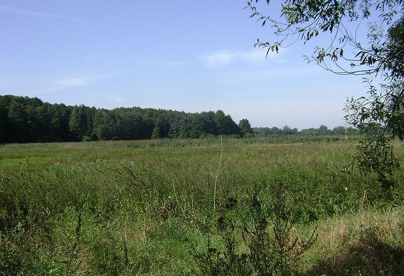 Rezerwat przyrody Łęgi Oborskie