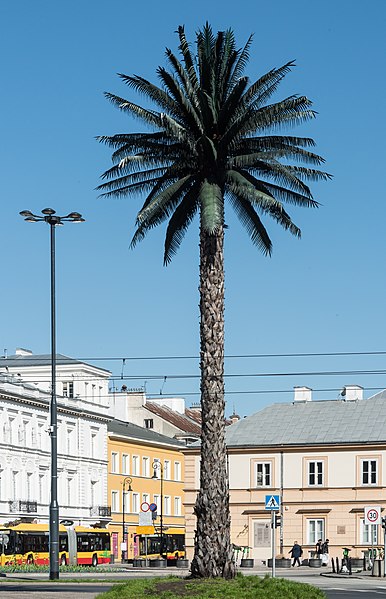 Künstliche Palme in Warschau