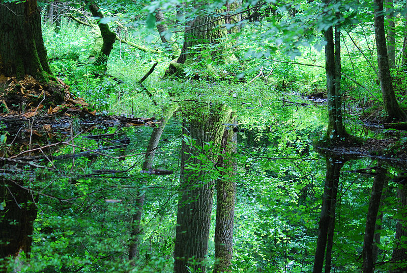 Parque nacional de Białowieża