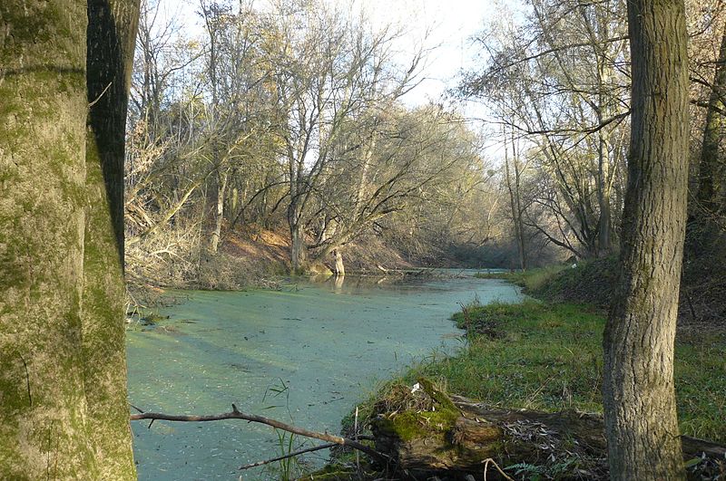 Rezerwat Kępa Bazarowa