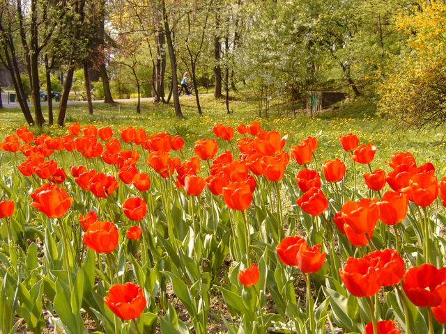 Park im. Wojciecha Bednarskiego, Kraków