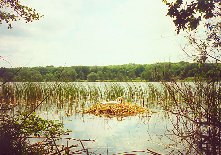 Lake Rusałka