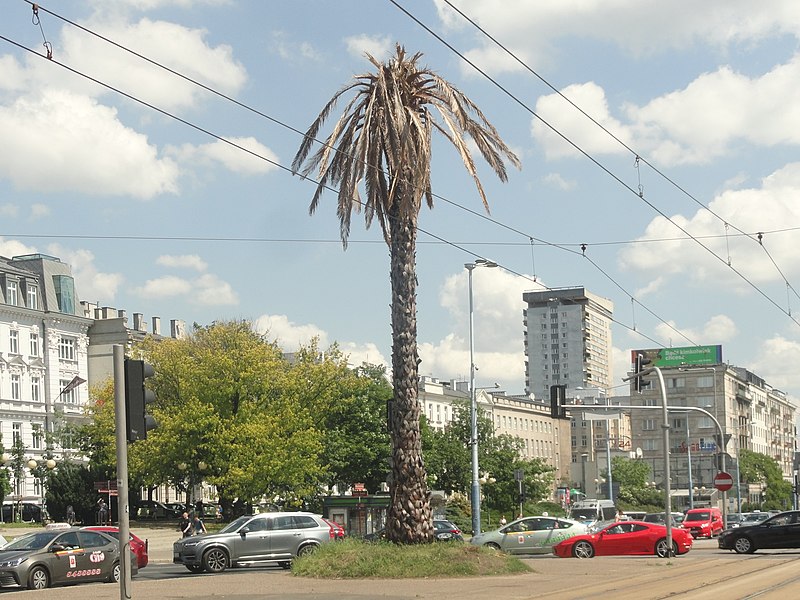Künstliche Palme in Warschau