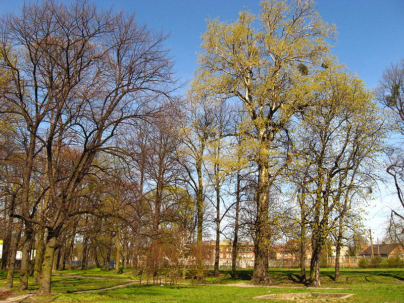 Park Schopenhauera