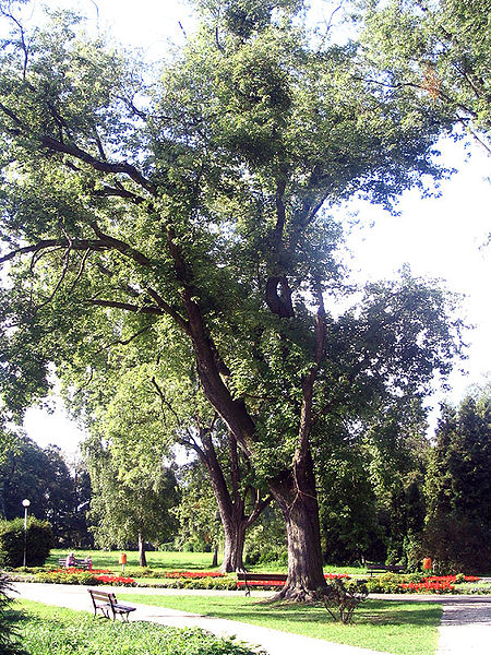 Park Miejski im. Stanisława Staszica