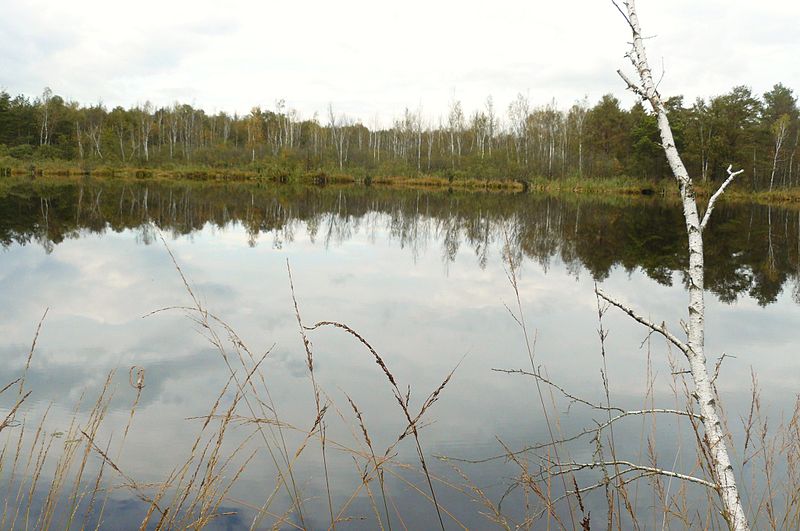 Rezerwat Bagno Chlebowo