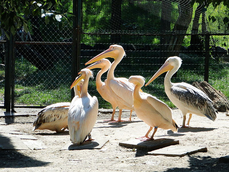 Zoologischer Garten Krakau