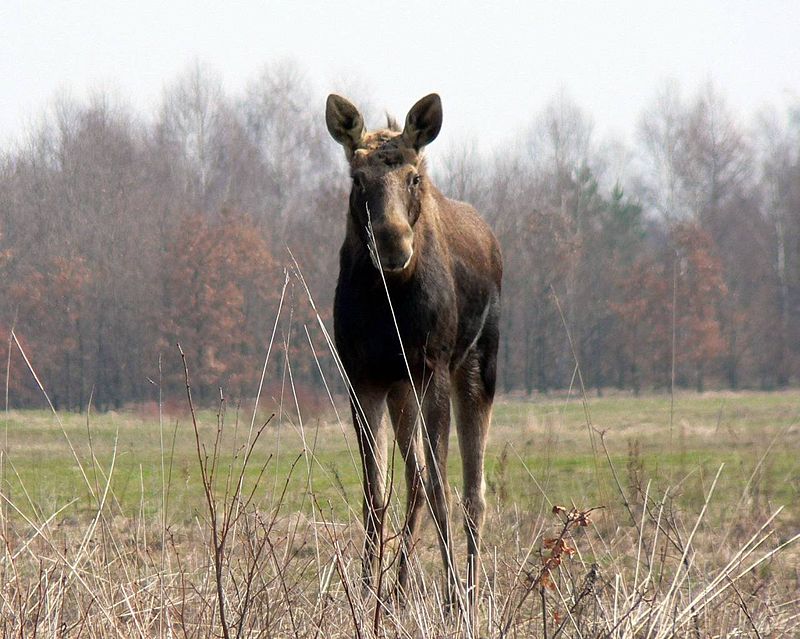 Parc national de Kampinos