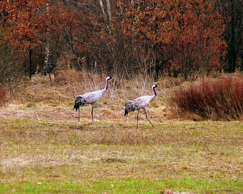 Nationalpark Kampinos