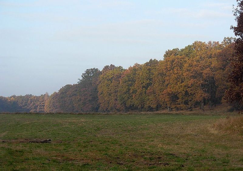 Rezerwat przyrody Dziki Ostrów