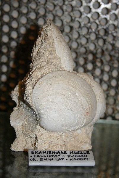 Muzeum Mineralogiczne