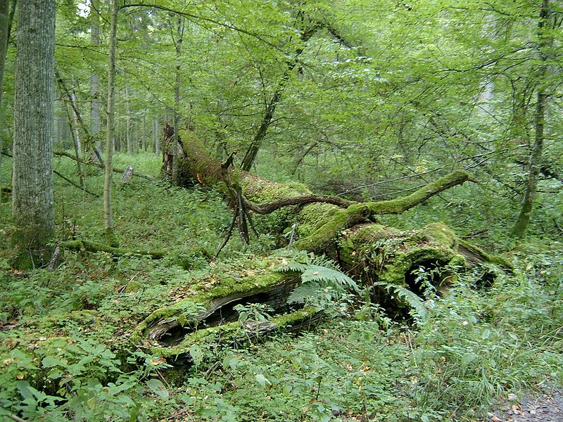 Białowieża National Park