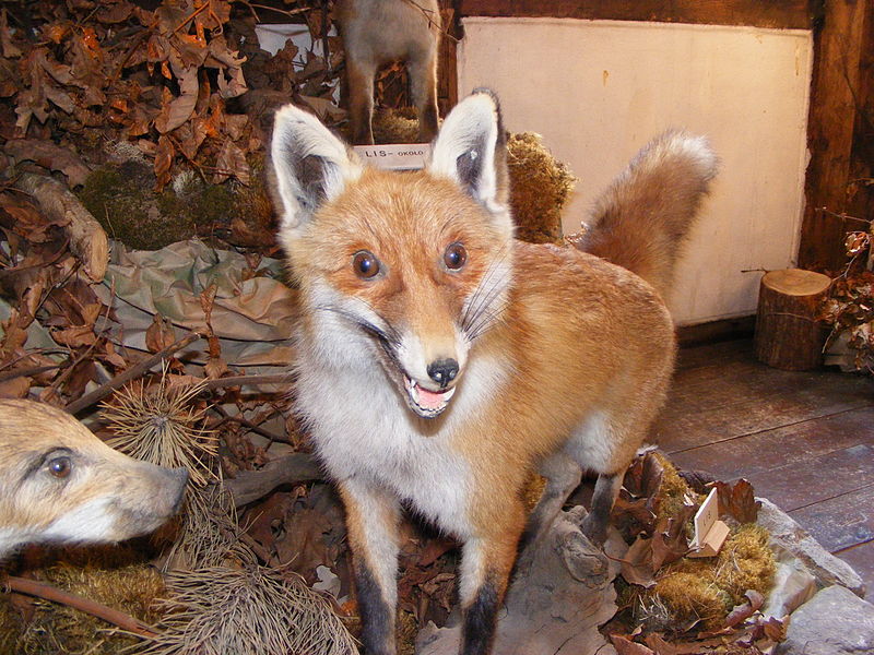 Muzeum Puszczy Drawskiej i Noteckiej im. Franciszka Grasia