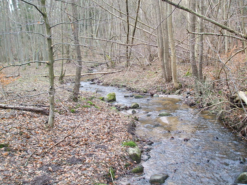 Naturschutzgebiet Kacze Łęgi