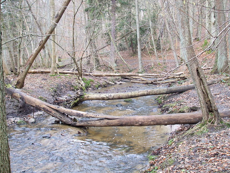 Naturschutzgebiet Kacze Łęgi