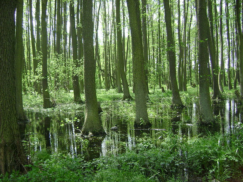 Rezerwat przyrody Olszyna Łyczyńska