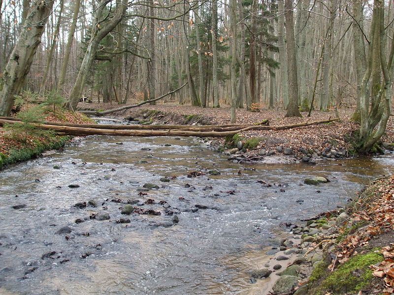 Naturschutzgebiet Kacze Łęgi