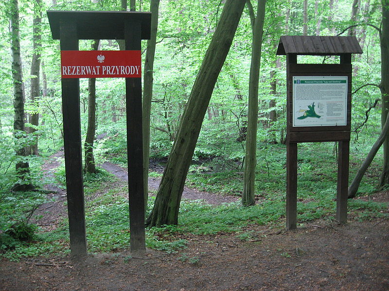 Rezerwat przyrody Łęg nad Swelinią
