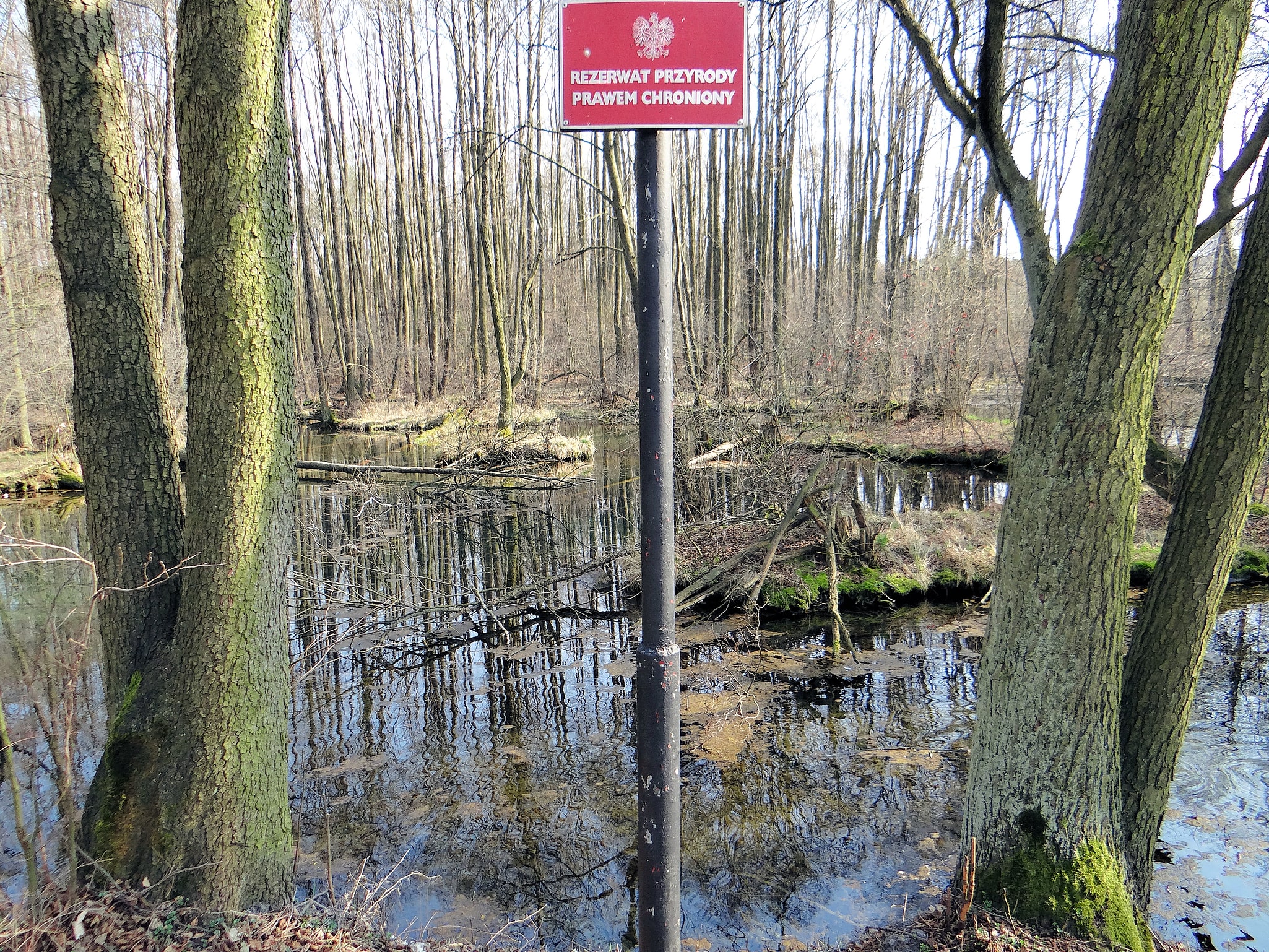 Niebieskie Źródła Nature Reserve, Polen