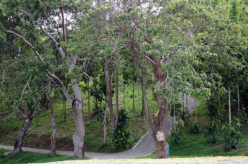 William Miranda Marín Botanical and Cultural Garden