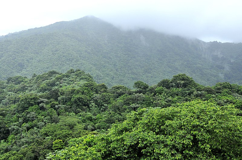 Bosque nacional El Yunque