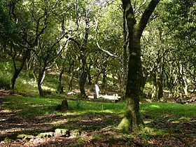 Laurel forest