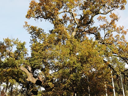 calvos oak