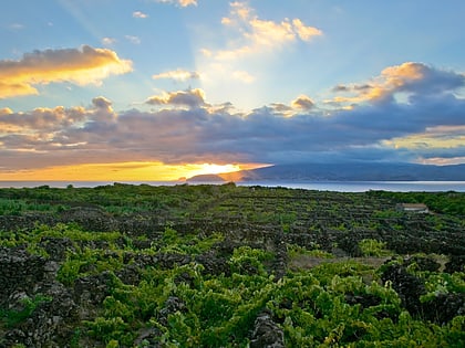 paisaje viticola de la isla del pico