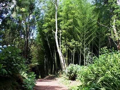 recreational forest reserve of pinhal da paz sao miguel