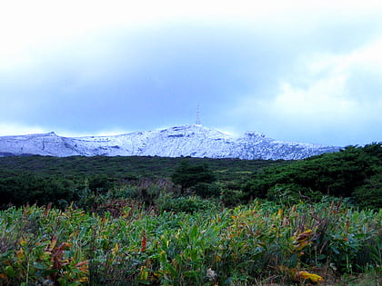 morro alto flores