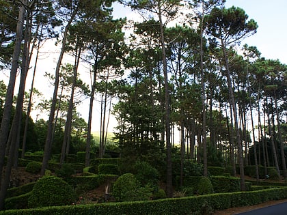 reserva florestal de recreio do misterio de sao joao isla del pico