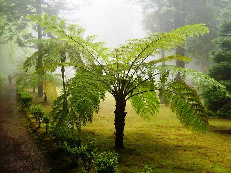 Recreational Forest Reserve of Fontinhas