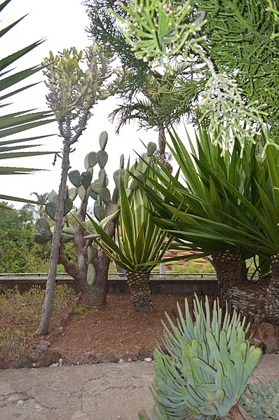 Madeira Botanical Garden