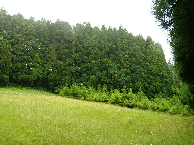 Recreational Forest Reserve of Fontinhas